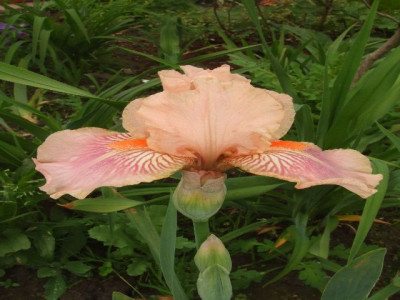 tuin_in_mei_063i.jpg