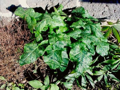 Arum_italicum_aus_der_Toskana.jpg