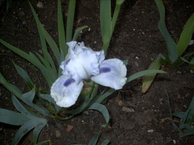 Iris_2009_350.jpg