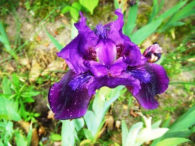 tuin_in_mei_iris.jpg