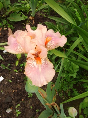 tuin_in_mei_iris_2.jpg