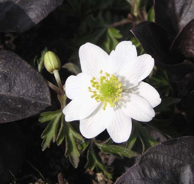 anemone_nemorosa_hilda.jpg