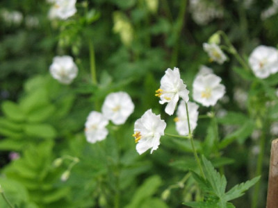 Geranium_phaeum_alba.JPG