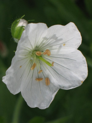 Geranium_maculatum_alba.JPG