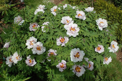 Fen_Jin_Yu_0010__4975.jpg