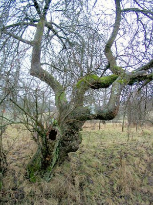 Alter_Apfelbaum.jpg