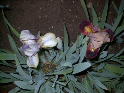 Iris_2009_300.jpg