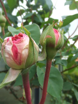 tuin_in_mei_069.jpg