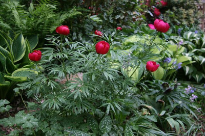 Paeonia_x_smoouthii_IMG_3480jpg.jpg