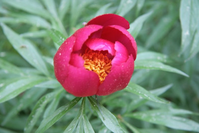 Paeonia_x_smoouthiiIMG_3479jpg.jpg