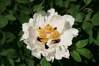 Paeonia_rockii_XUE_LIAN_IMG_3482jpg.jpg
