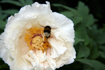 Paeonia_x_SuffruticosaIMG_3477jpg.jpg