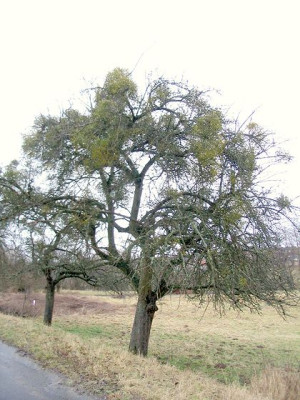 Misteln_auf_Apfelbaum.jpg