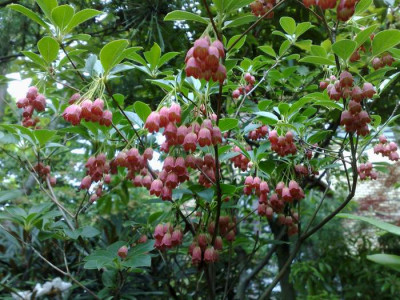 Kopie_von_07052009Enkianthus_var.palabinii_02.jpg
