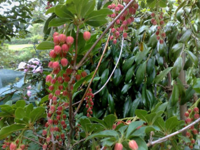 Kopie_von_07052009Enkianthus_sikokianus_01.jpg
