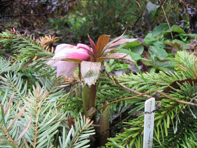 Helleborus_thibetanus_fast_aufgebluht.jpg