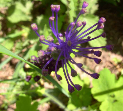 muscari_racemosum_wingert_mai_008_Desktop_Auflosung.jpg