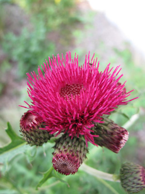kratzdistel_0083.jpg