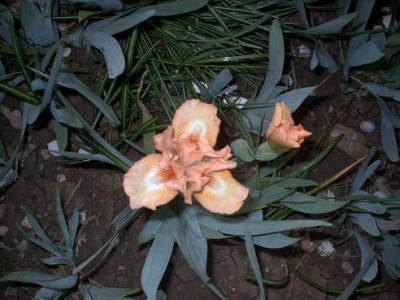 Iris_2009_342.jpg