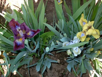 Iris_2009_382.jpg