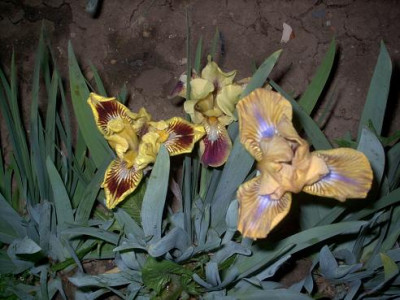 Iris_2009_406.jpg