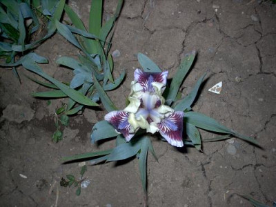 Iris_2009_421.jpg