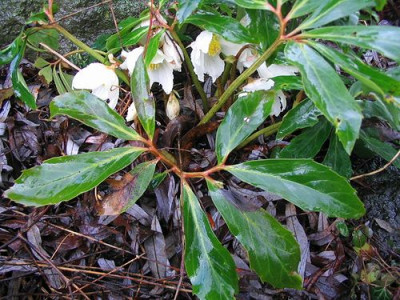 Helleborus_niger_Wildform.jpg