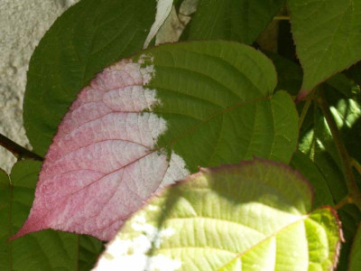 PICT0062.JPG