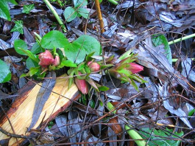 Helleborus_orientalis_Hybride.jpg