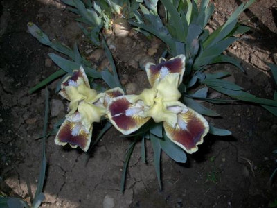 Iris_2009_387.jpg