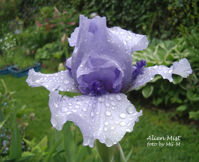 IMGP1436AlienMist.jpg