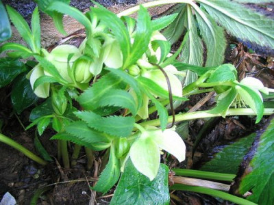 Helleborus_multifidus_ssp_bocconii.jpg