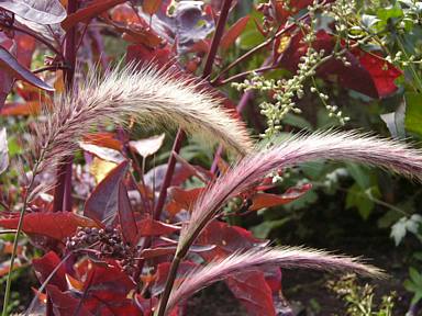 Pennisetum_Melde.jpg