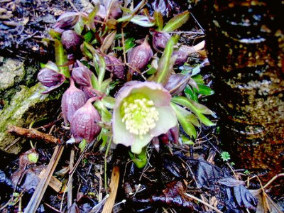 Helleborus_orientalis_was_auch_immer.jpg