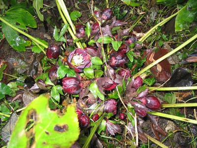 Helleborus_orientalis_dunkle_Hybride.jpg
