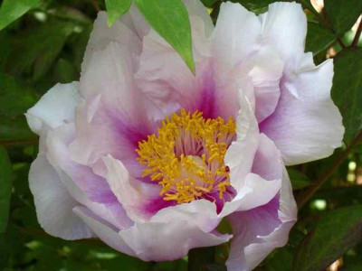 Paeonia_Ambrose_Congreve_IMG_2284.jpg