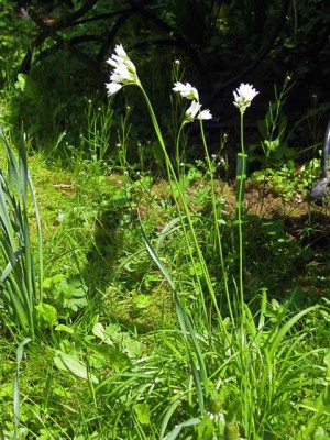 Allium_zebd2_IMG_2270.jpg