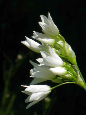 Allium_zebd3_IMG_2271.jpg