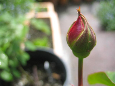 IMG_4524_Small.JPG