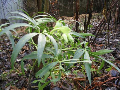 Helleborus_foetidus_Toskana.jpg