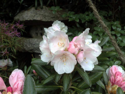 Kopie_von_08052009Rh.degronianum_ssp_yakushimanumExbury_Form.jpg