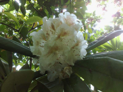 Kopie_von_08052009Rh.brachycarpum_ssp.brachycarpum_Tigersedtii_Group.jpg