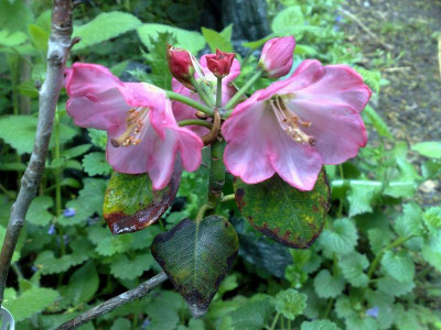 Kopie_von_08052009Rh.souliei_deep_pink.jpg
