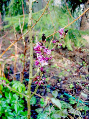 Daphne_mezereum.jpg