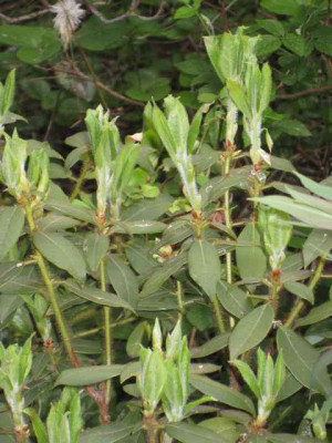 Rho_trich2_IMG_2306.jpg