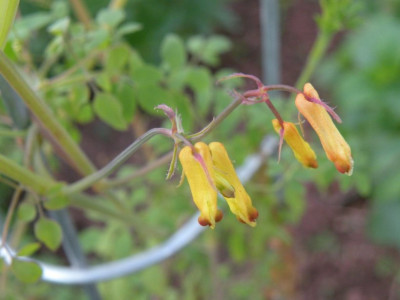 Dicentra_torulosa.JPG