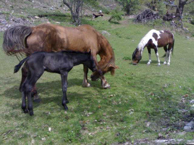 K640_08052009608.JPG