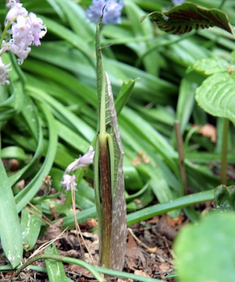 Arisaema_ringensIMG_3481jpg.jpg