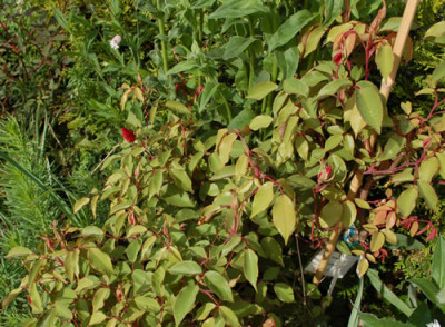 Sanguinea_0010__45204.jpg