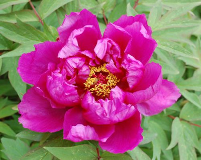 Shima_Daijin_0011__45389.jpg